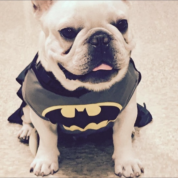 DC Comics Batman Pet Costume (M) - NWT 🐶🐾 - Picture 11 of 11